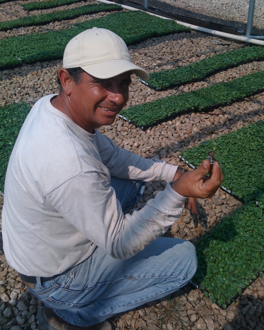 Emilio Ortiz, head grower, inspecting a plug in one of the growing houses